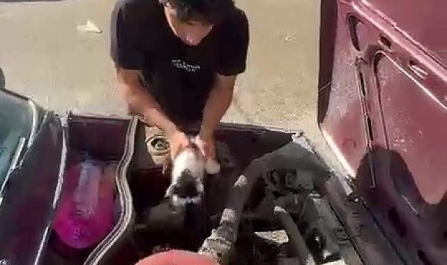 Yavru kedi otomobilin motor bölümünde sıkıştı