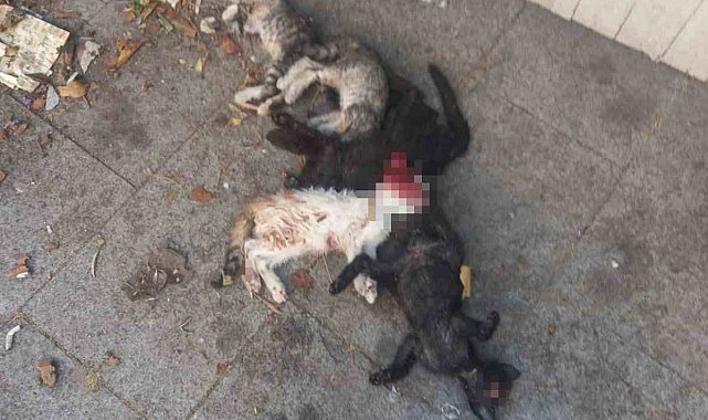 Yavru kediler öldürülmüş olarak bulundu: 1 gözaltı