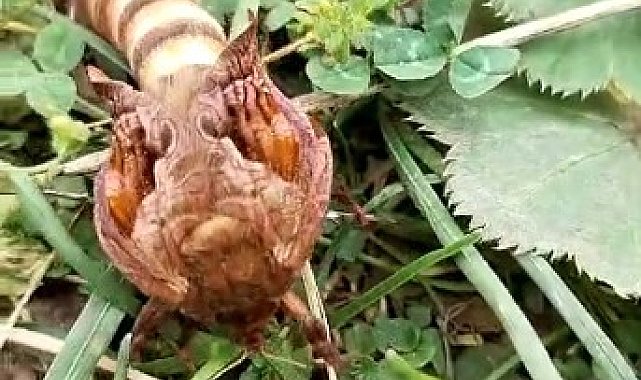 Yaylada ilk kez gördüğü böceğin türünü öğrenmek için sosyal medyada paylaştı