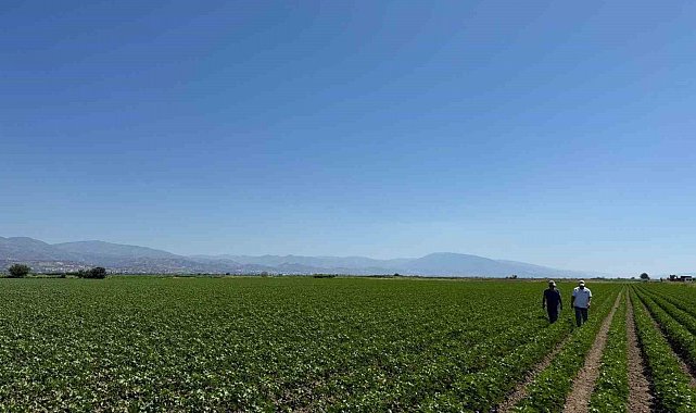 Yenipazar'da pamuk gelişimleri kontrol edildi