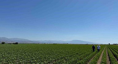 Yenipazar'da pamuk gelişimleri kontrol edildi