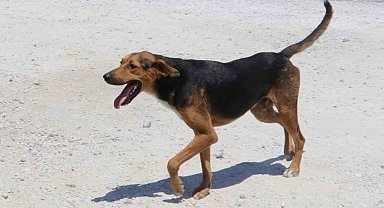 Yozgat'ta köpeğini başıboş bırakan kişiye ilk ceza kesildi
