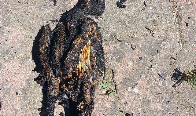 Yüksek gerilim hattına konan karga yangın çıkardı