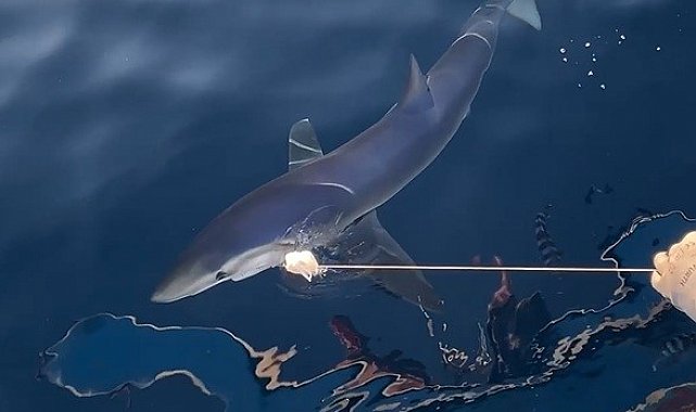 Yunanlılara kafa tutan balıkçının oltasına Gökçeada açıklarında mavi köpek balığı takıldı