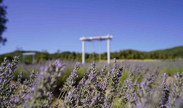 Yunusemre'de lavanta bahçesi ziyaretçilerini bekliyor
