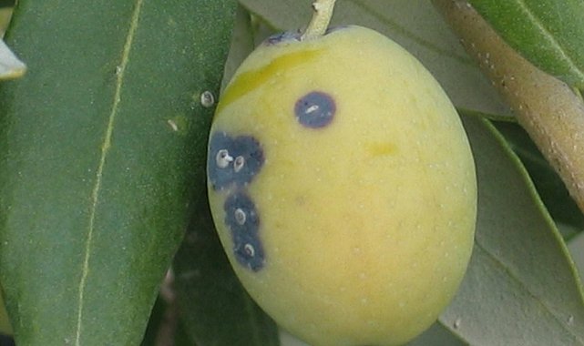 Zeytin üreticilerine 'Zeytin Kabuklu Biti' uyarısı
