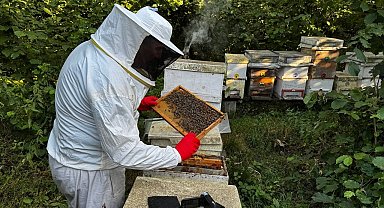 Zonguldak'ta arıcılık son 15 yılın en verimli dönemini yaşıyor