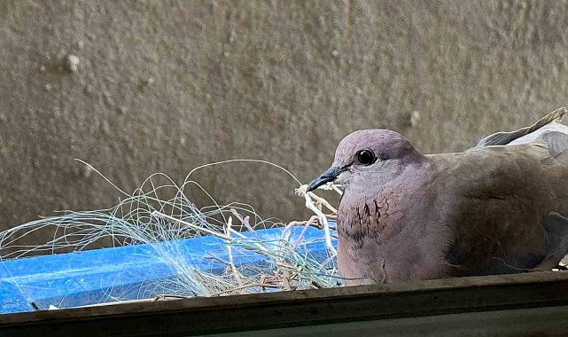 2 yıldır pencerelerine yuva yapan kumruya gözleri gibi bakıyorlar