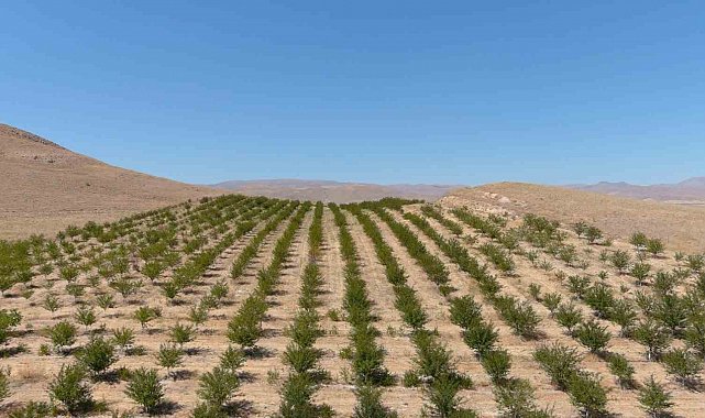 250 dekarlık alana 10 binin üzerinde vişne ağacı dikerek zoru başardı