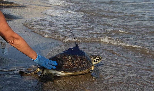 'Kızkalesi' kaplumbağası Gazze'de kayboldu, sonra yeniden karada ortaya çıktı