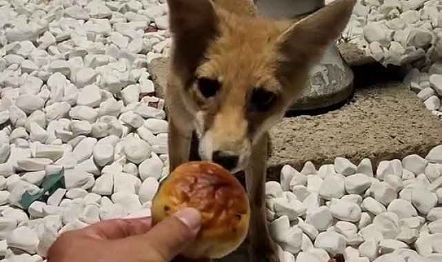 Aç kalan tilkiyi eliyle besledi