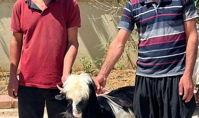 Adana'da keçi çalan 2 şüpheli yakalandı