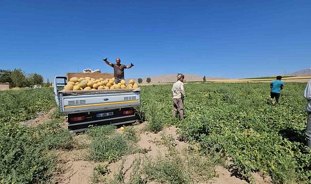 Adilcevaz'da kavun hasadı başladı
