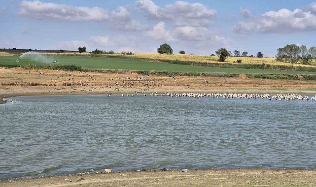 Afrika yolculuğu öncesi binlerce leylek gölette buluştu