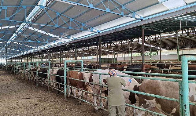 Afyonkarahisar'da şap hastalığı ile mücadele sürüyor