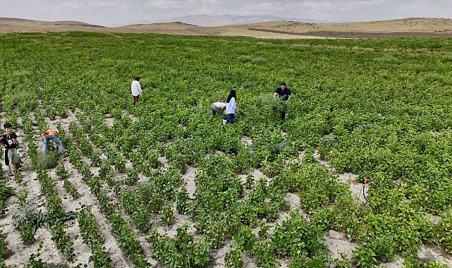Ağrı'da yetişmez denilen fasulye, yüksek verimiyle dikkat çekti