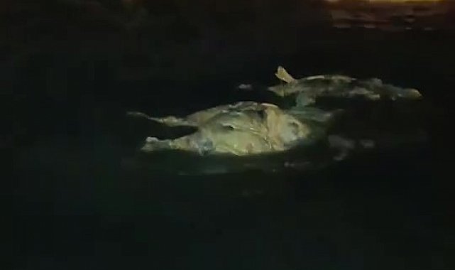 Akdeniz'e düşen angus kıyıya vurdu