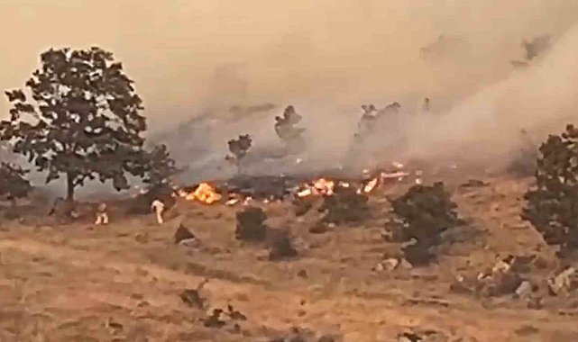 Aksaray'da ağaçlık alanda yangın