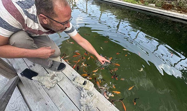 Akvaryum sevgisini yüzme havuzuna taşıdı