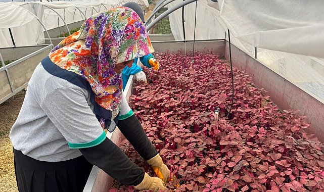 Alanya Belediyesi'nde kadınlar sahada