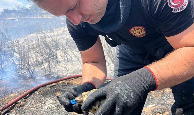 Alevlerin ortasında bir damla hayat