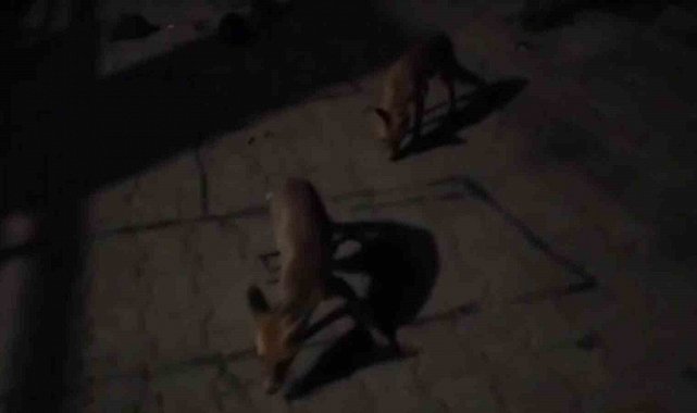 Amasyalı çiftçiden aç kalan tilkilere pasta, kirpilere fıstık