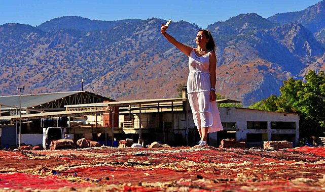 Antalya'da buğday tarlalarında halı hasatı başladı