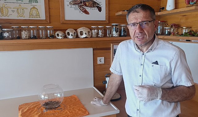 Antalya'da bulunan siyam ikizi caretta