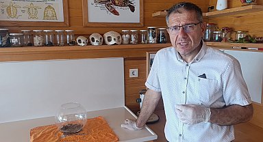 Antalya'da bulunan siyam ikizi caretta