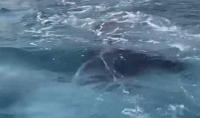 Antalya'da kayalıklar arasına giren yavru balina kurtarıldı