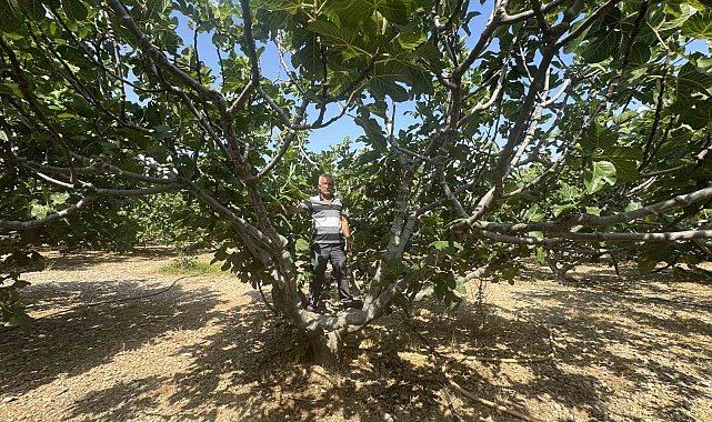 Antalya'da sıcak hava siyah incir rekoltesini yüzde 50 düşürdü