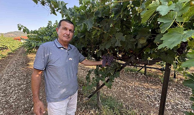 Antalya'da üzümde bu yıl yüzde 25 rekolte bekleniyor