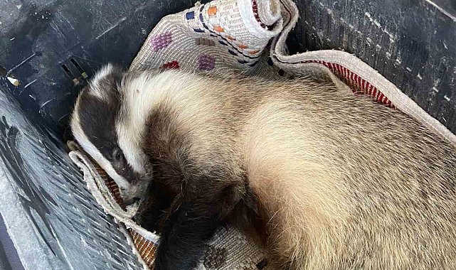 Aracın çarptığı porsuk yaralandı