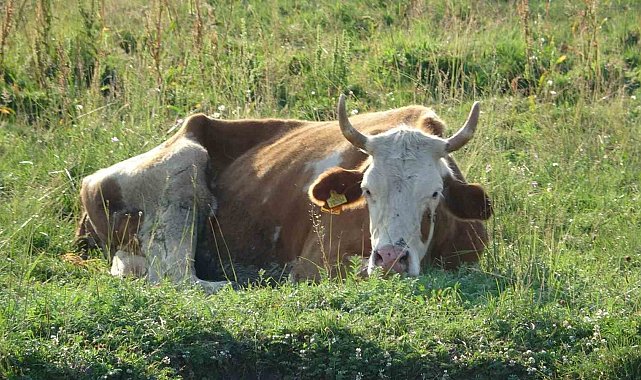 Ardahan'da şap korkusu