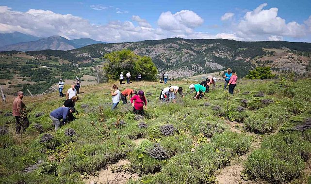 Ardanuç'ta kadın kooperatifinden lavanta hasadı ve doğal ürün üretimi başladı