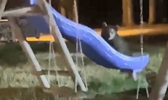 Artvin'de yavru ayıların kaydırak merakı