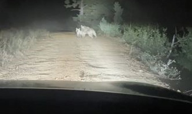 Artvin'de yayla yolunda ayı ve yavrusu görüntülendi, anne ayı araca saldırdı