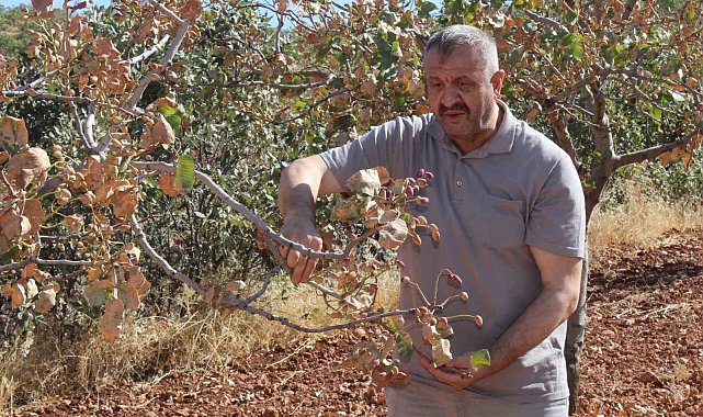 Aşırı sıcaklar Siirt fıstığını vurdu; rekoltede yüzde 80 kayıp bekleniyor