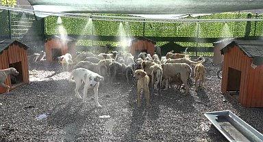 Aşırı sıcaklardan bunalan hayvanlar fıskiyelerin altında serinliyor