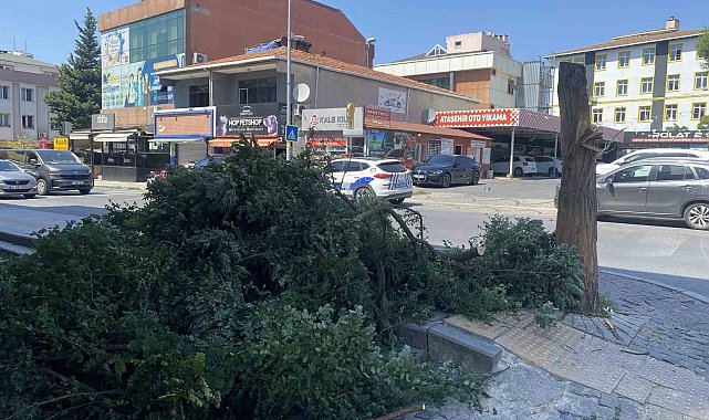 Ataşehir'de kuvvetli rüzgar ağacı devirdi, bina girişini kapattı