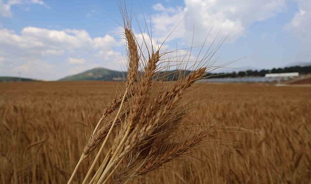 Atıl araziler ekonomiye kazandırıldı: Yerli tohumla rekolte yüz güldürdü