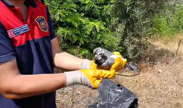 Ayağına poşet dolanan kuşu itfaiye kurtardı