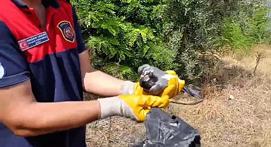 Ayağına poşet dolanan kuşu itfaiye kurtardı