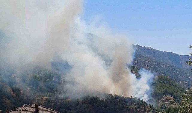 Aydın'da zirai alan yangını