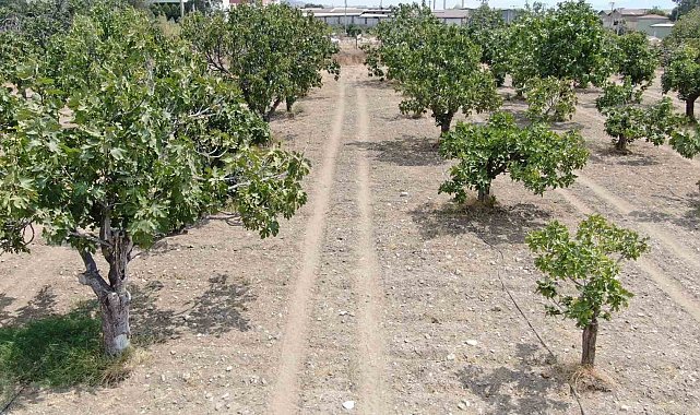 Aydın'dan, iklim değişikliği sorununa doğal çözüm