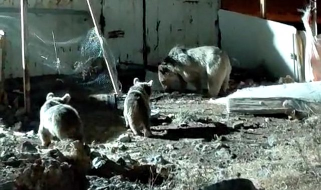 Ayı ailesi şantiyede yiyecek aradı