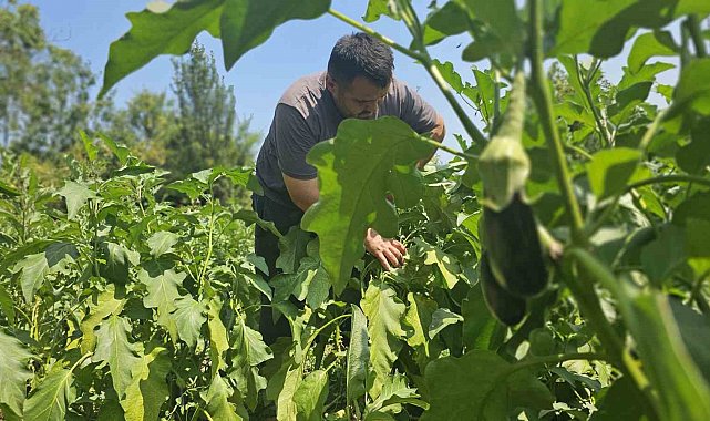 Baba mesleğini bıraktı, 25 yıldır toprağa emek veriyor