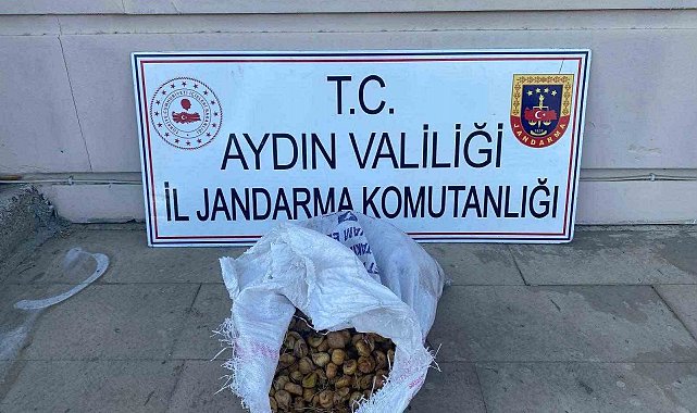Bahçeden 50 kilo incir çalan şüpheliler jandarmadan kaçamadı