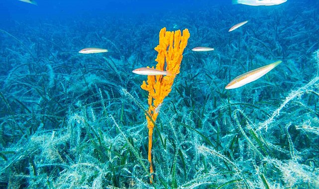 Bakan Kurum: "Pina ve deniz çayırları Marmara'ya nefes oluyor"