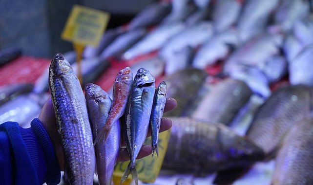 Balıkçılar sezona hamsi ve istavrit bolluğuyla girecek